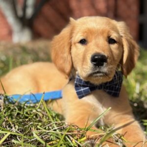 Mount de Sales Academy Welcomes Francis de Tails, Our New Therapy Dog!